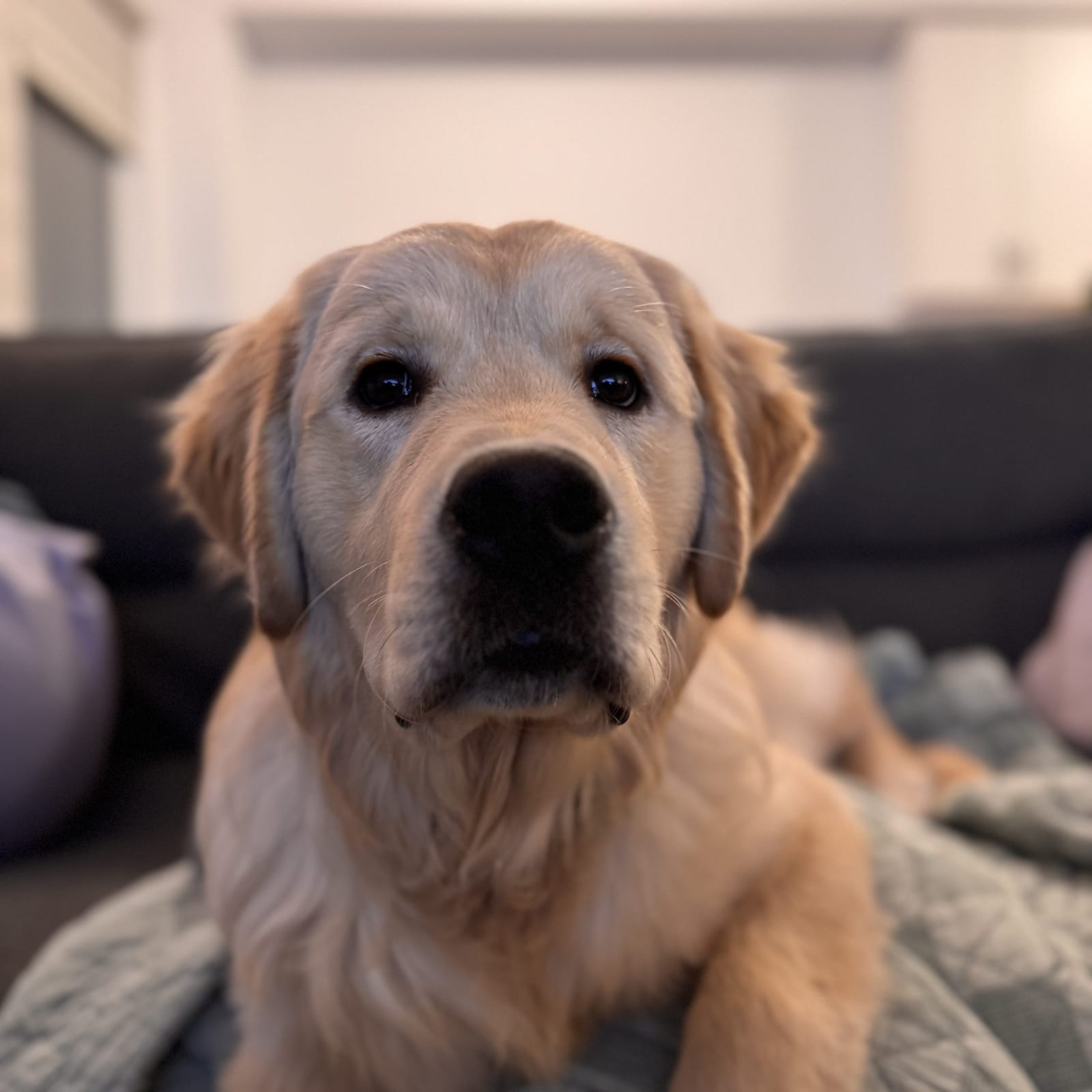Gus
