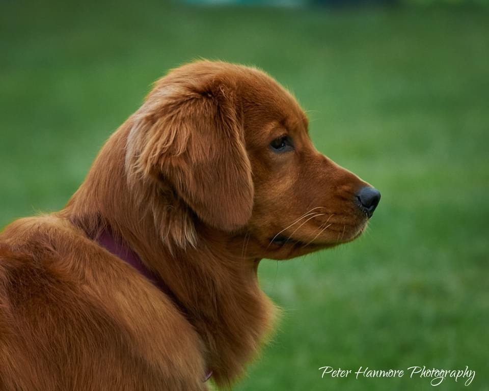 Primrose