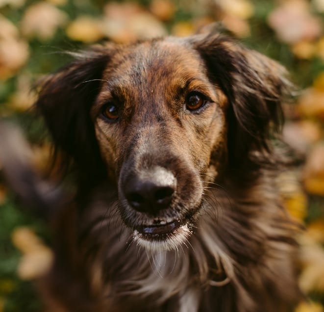 Hazel