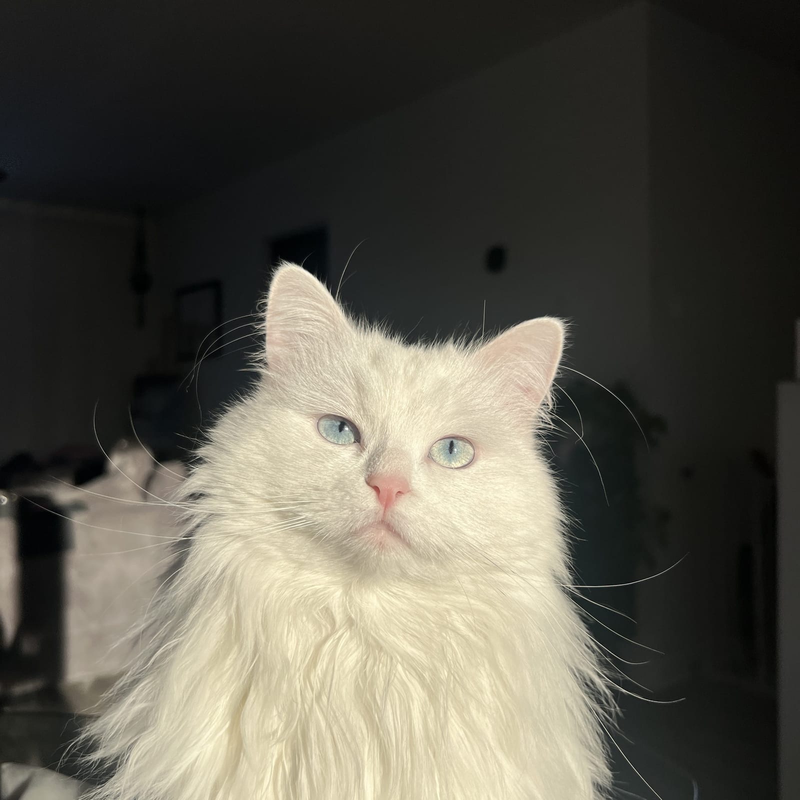 Mia