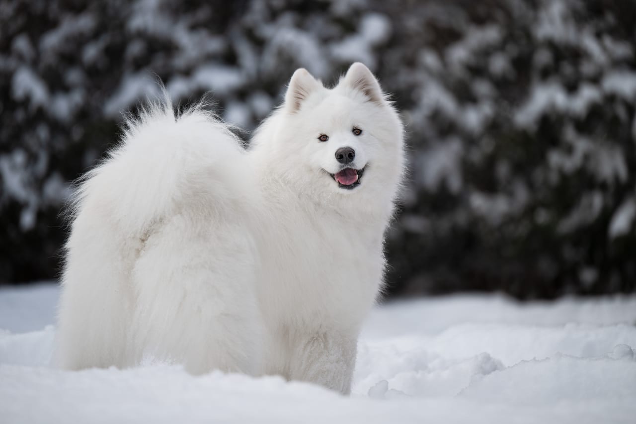 Winter