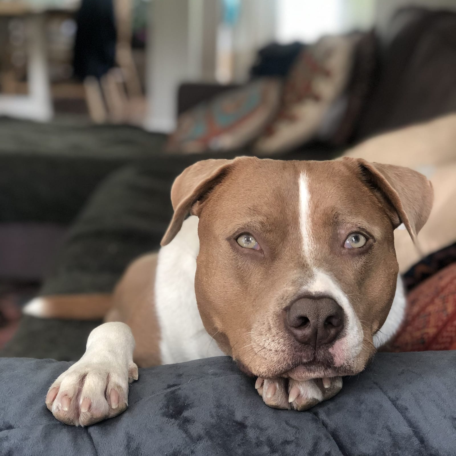 Luna