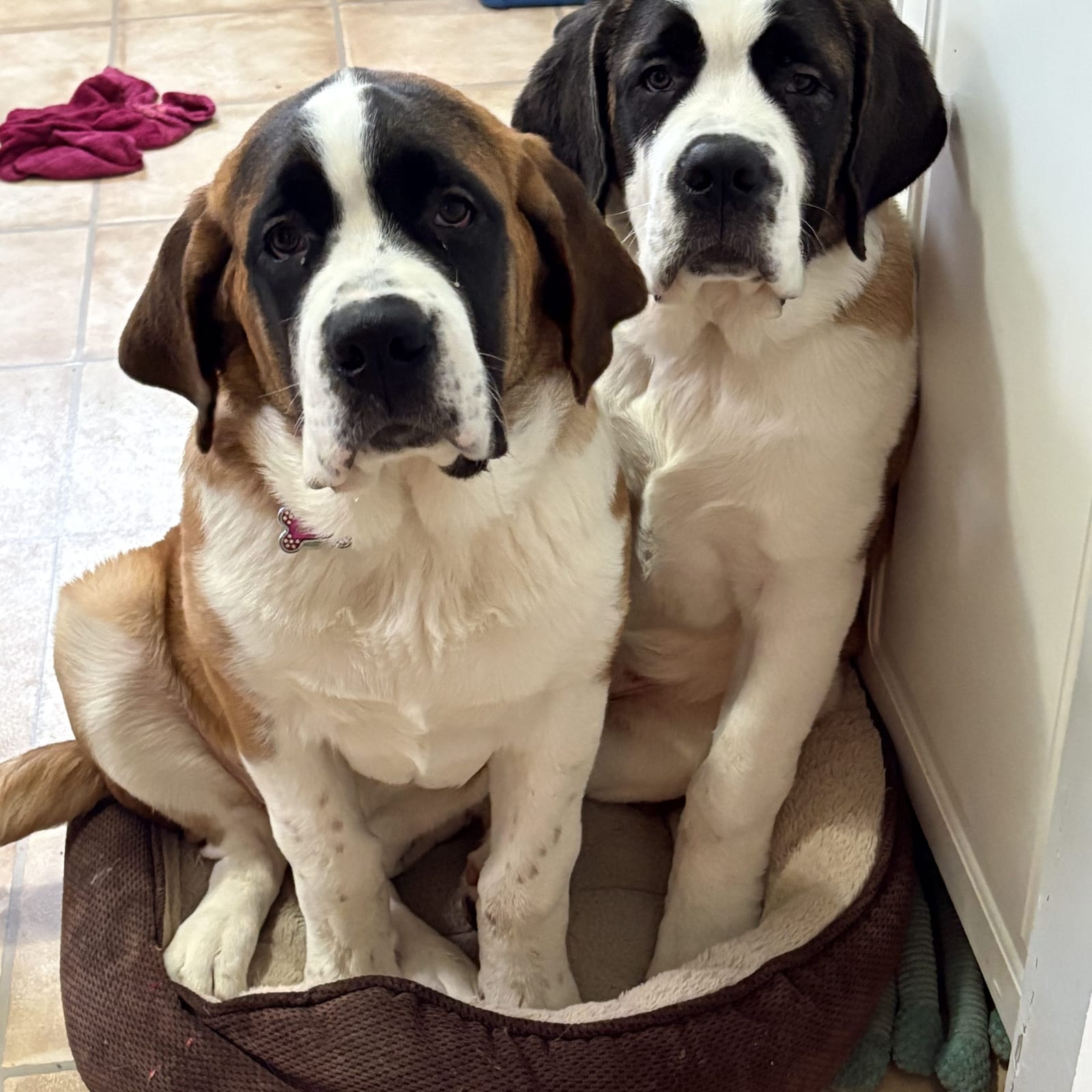 Millie and Vanillie