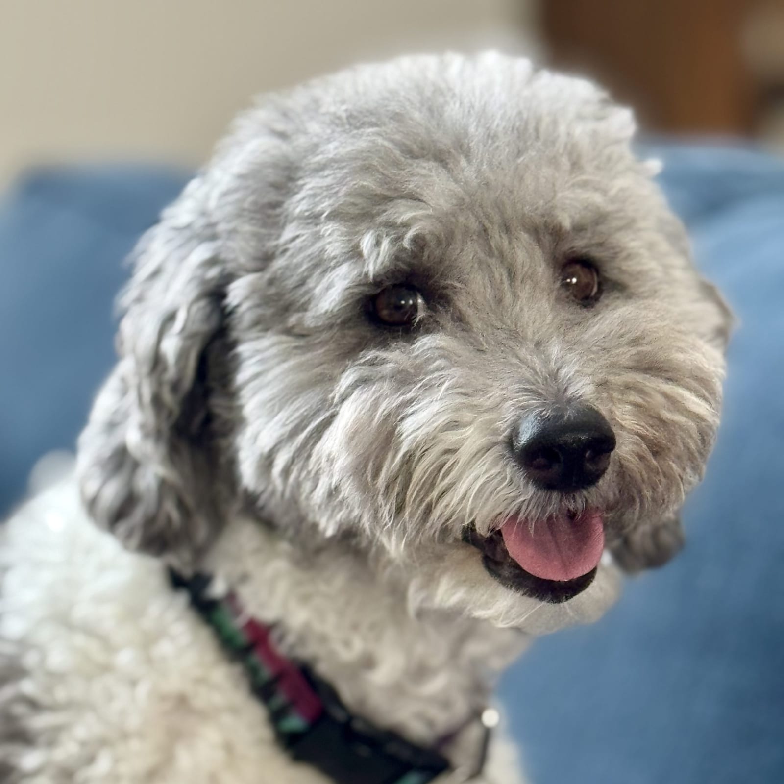 Cooper