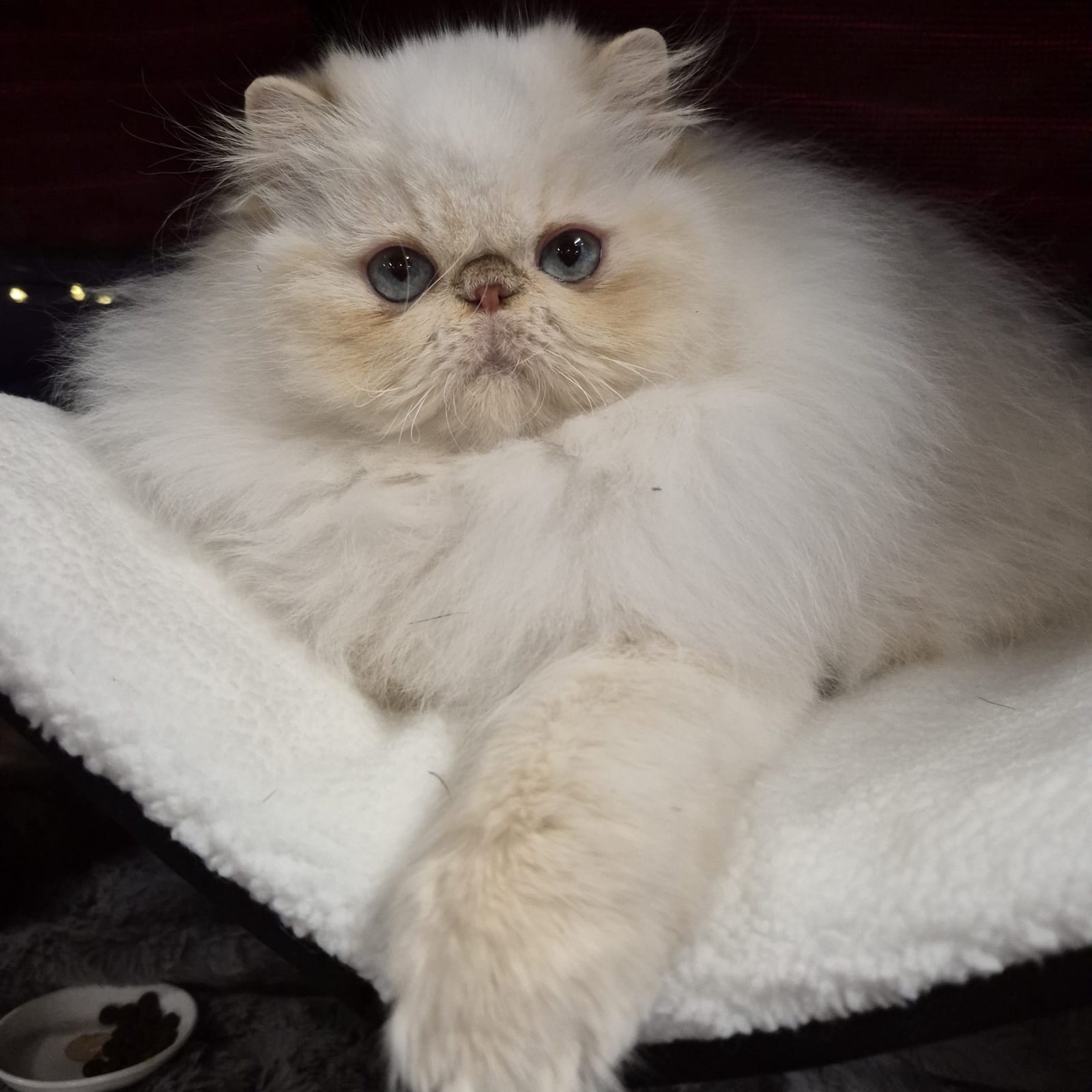 Yeti