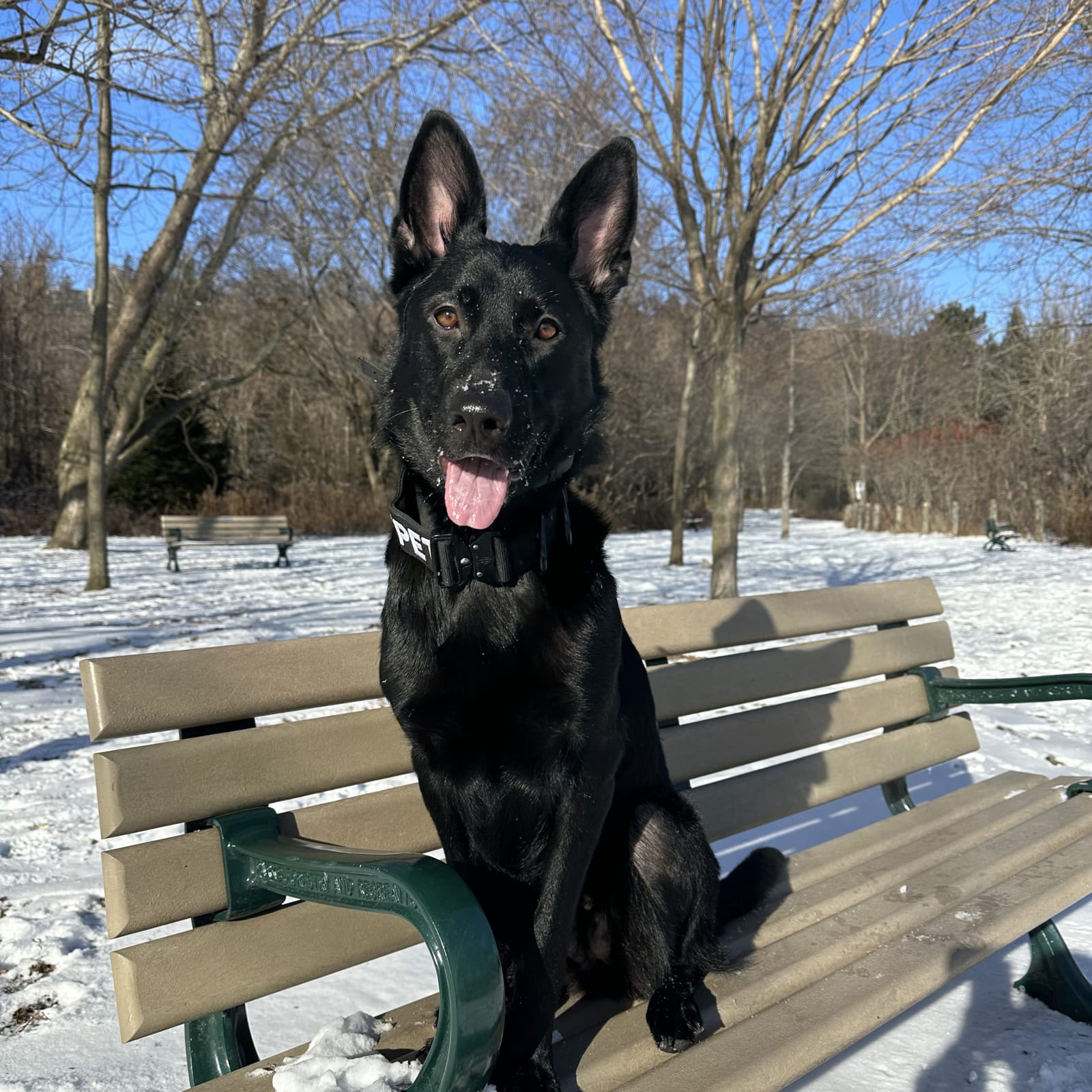Harley