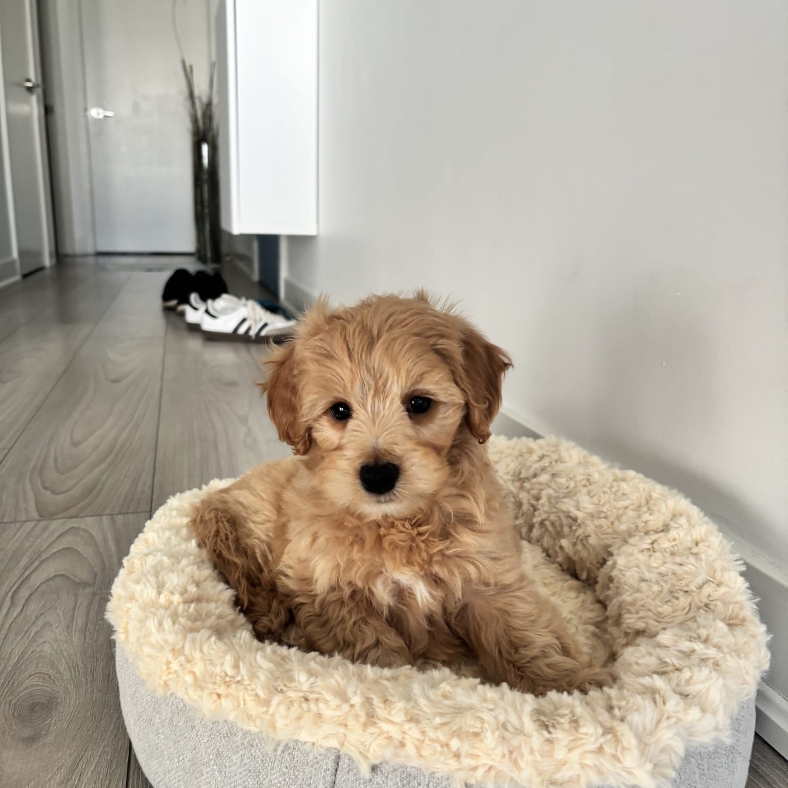 Harlow