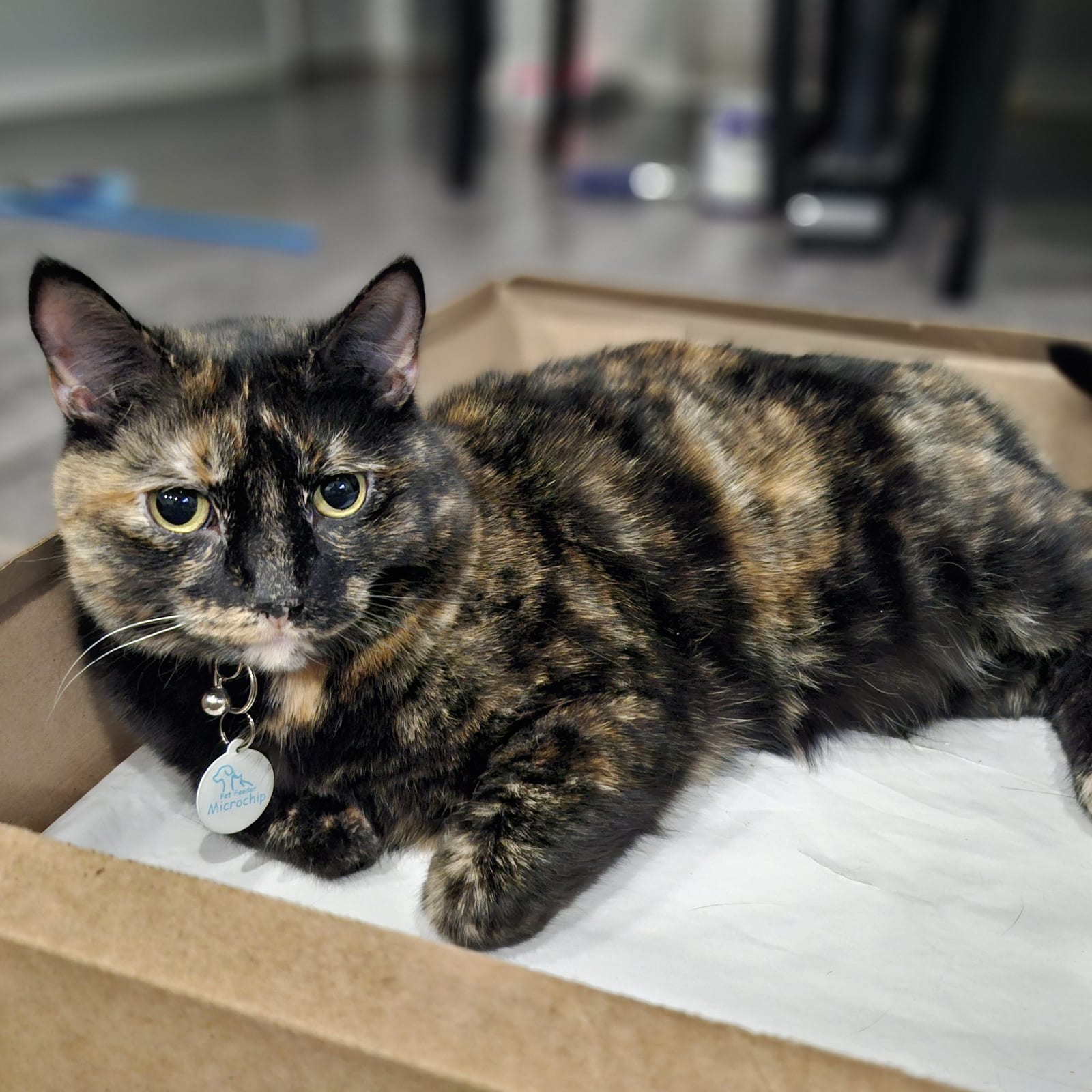 Daphne