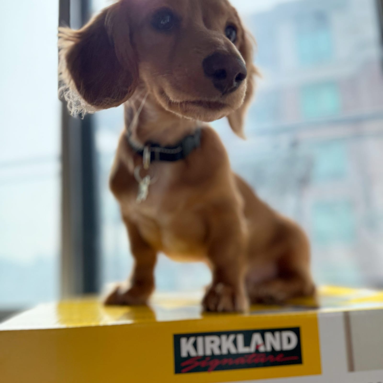 Kirkland