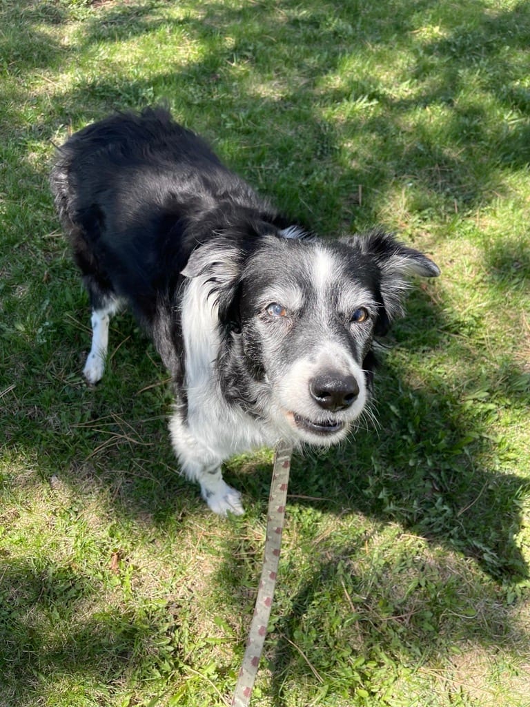 Snickers