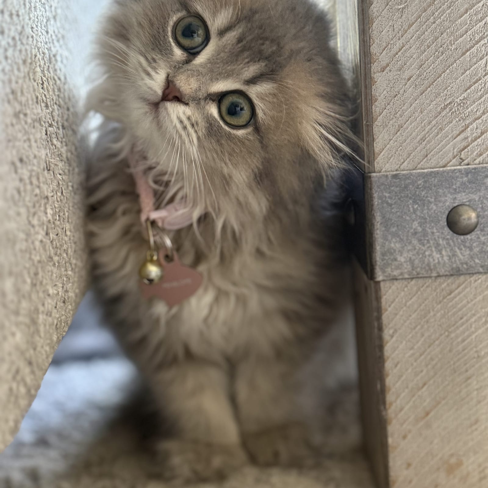 Penelope