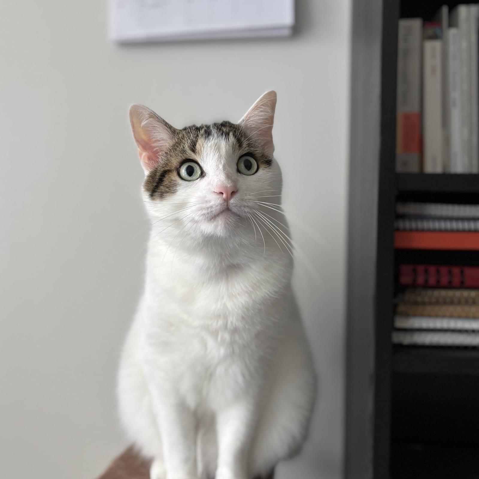 Romeo
