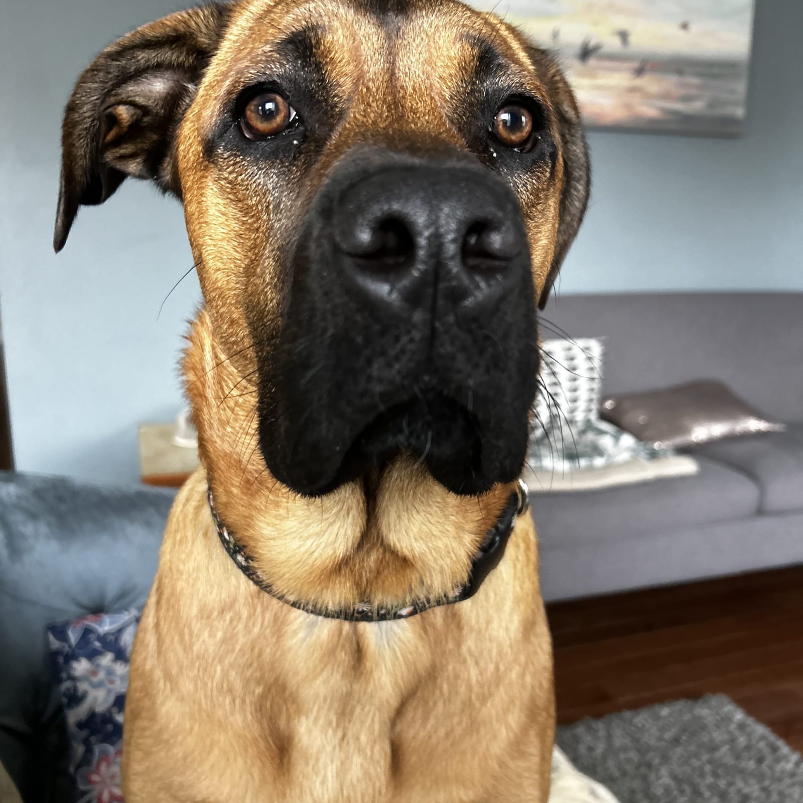 Daisy Moose