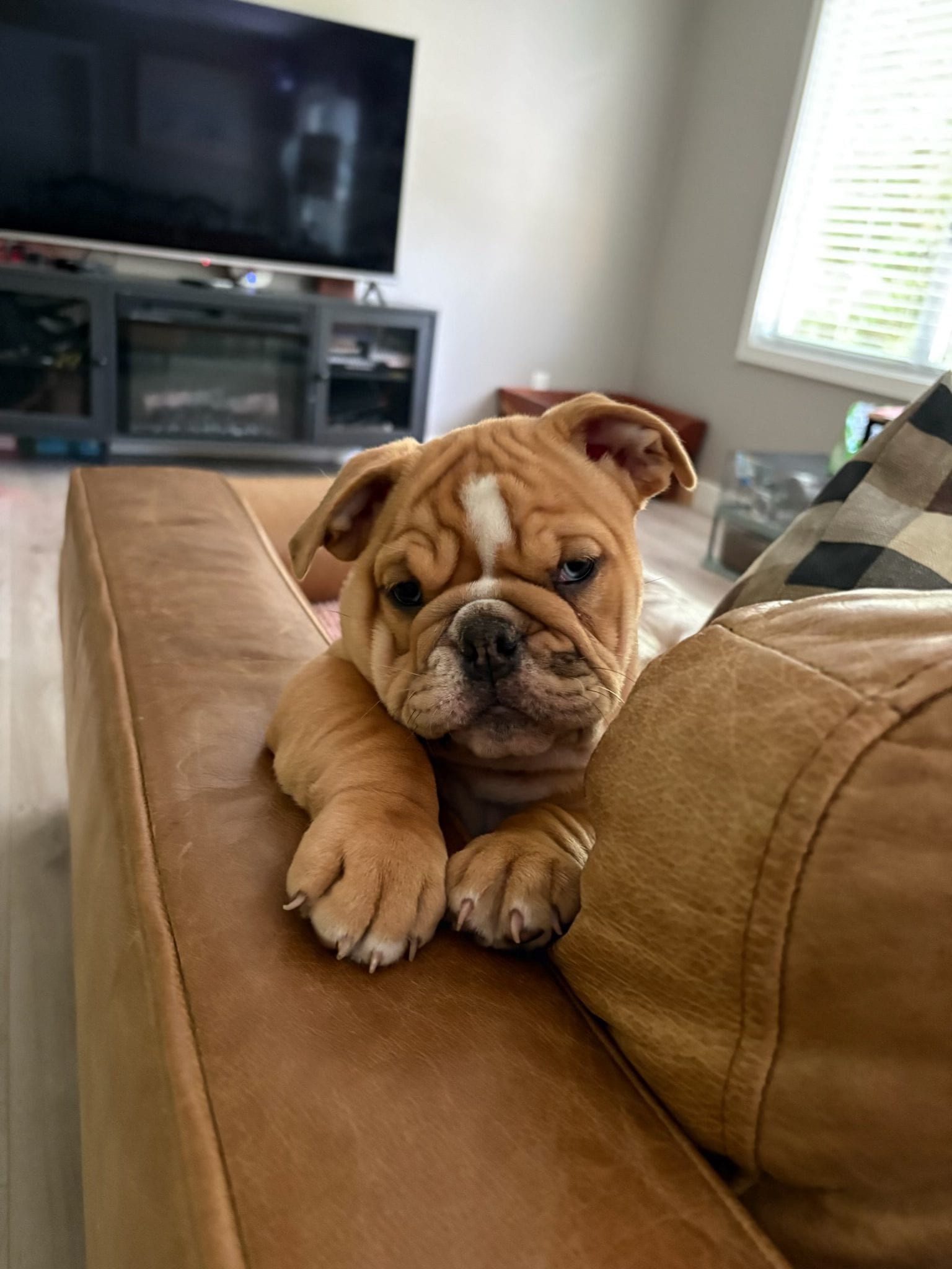 Lucy