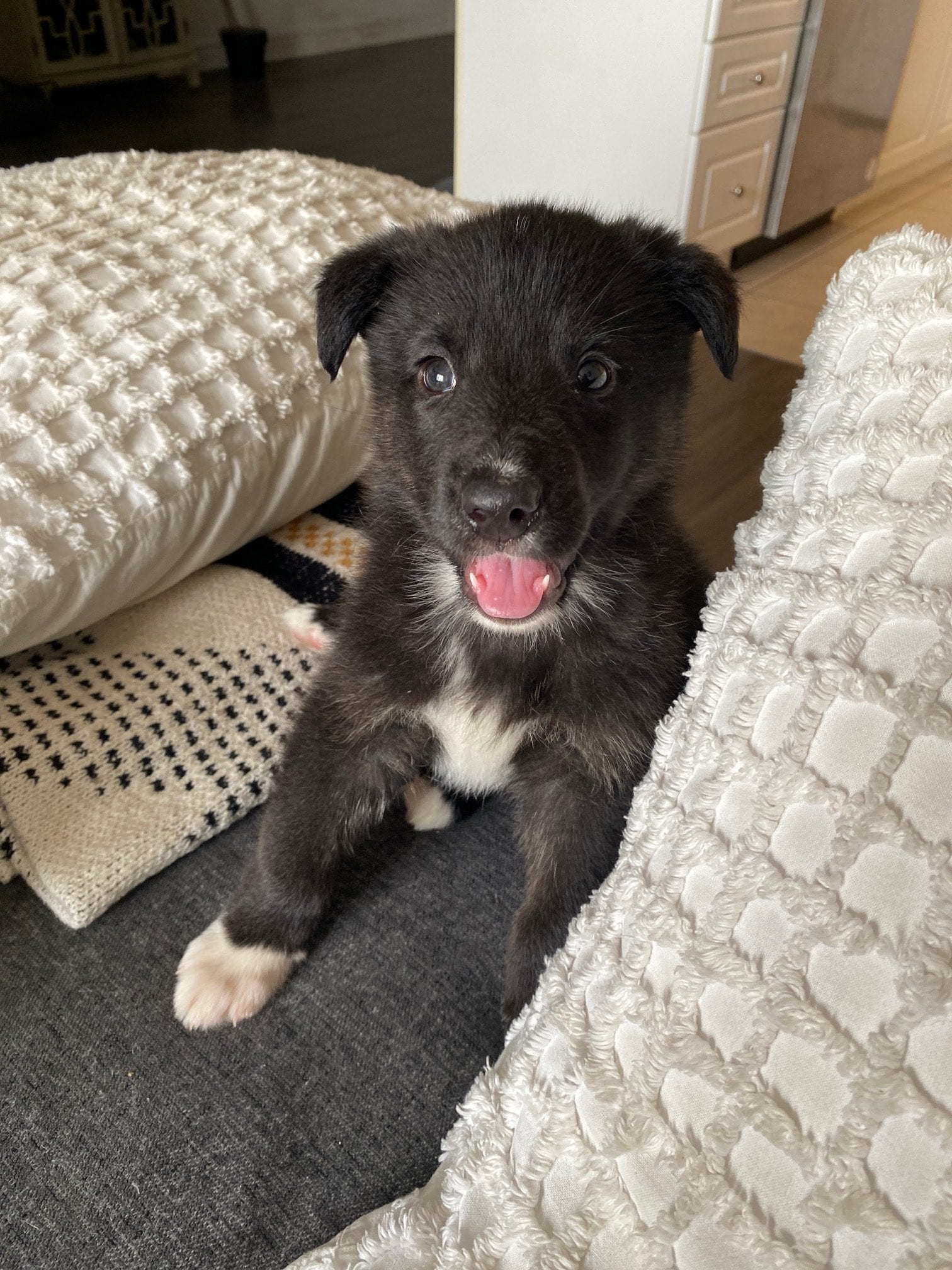 duke