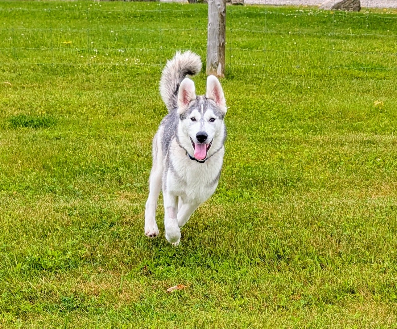 Cosmo