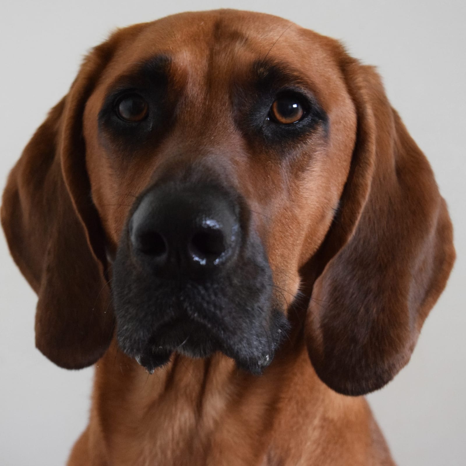 Auggie