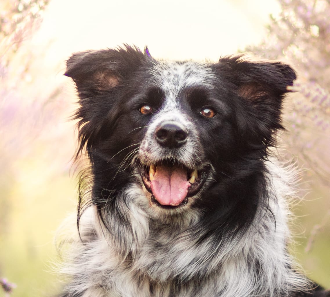 Rosie