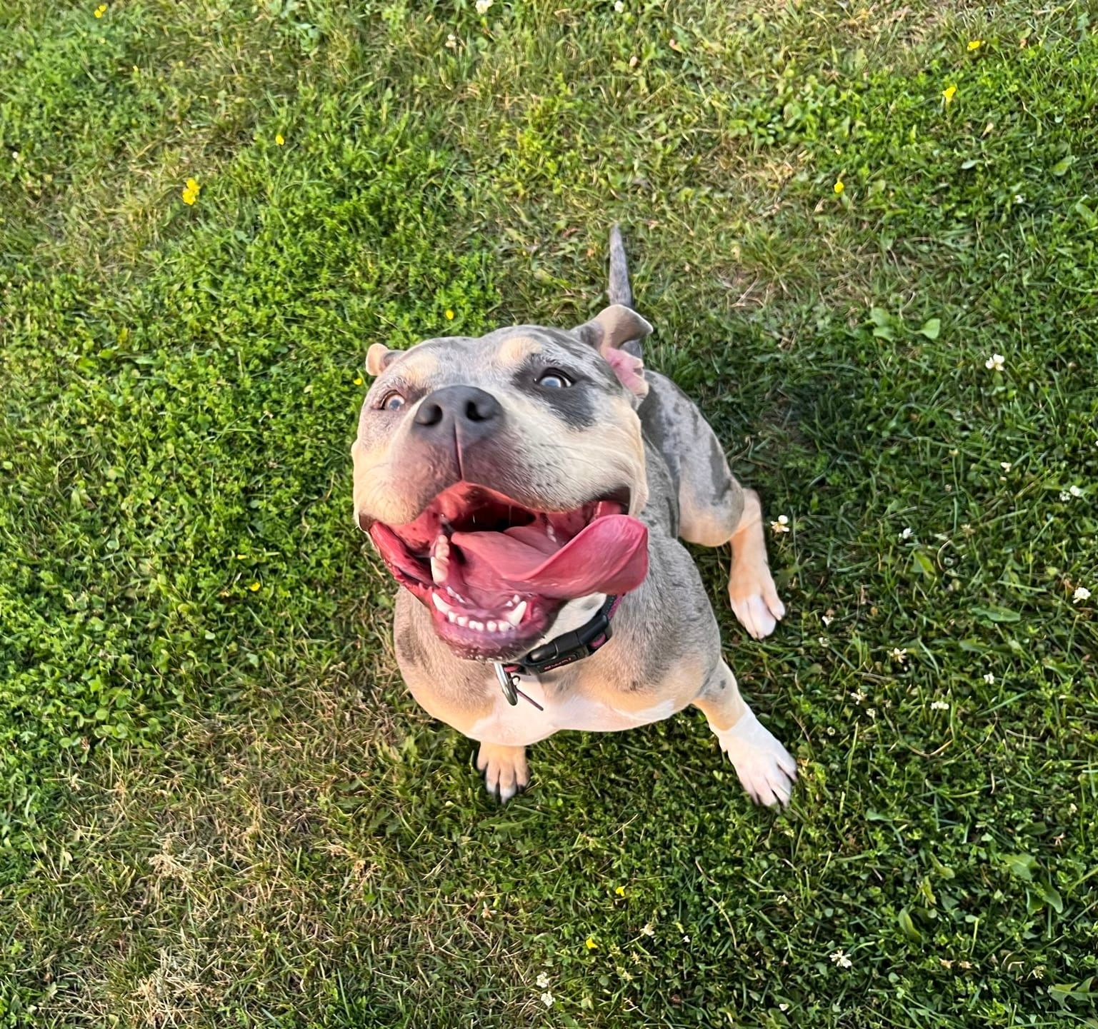 Roxie