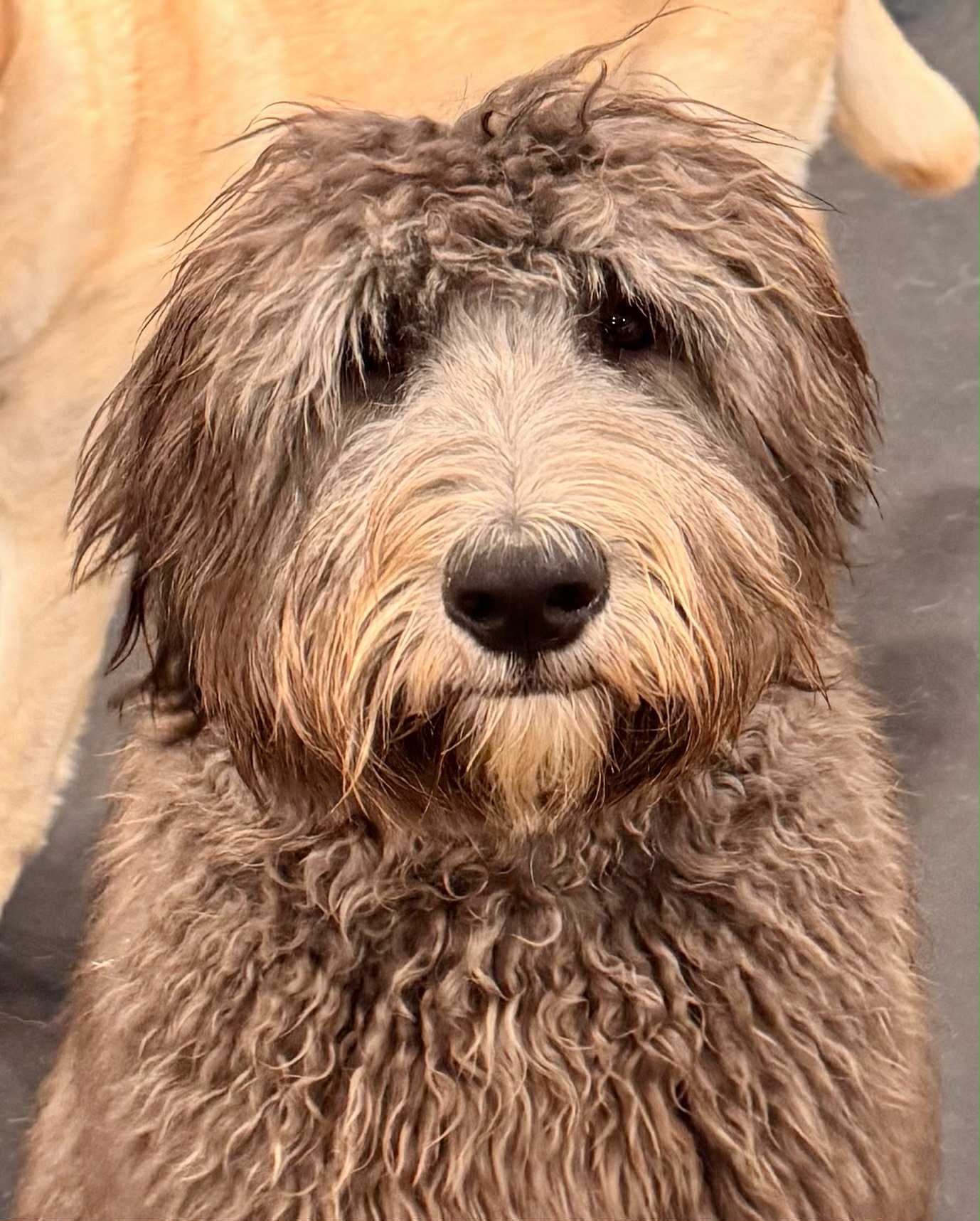 Wilson