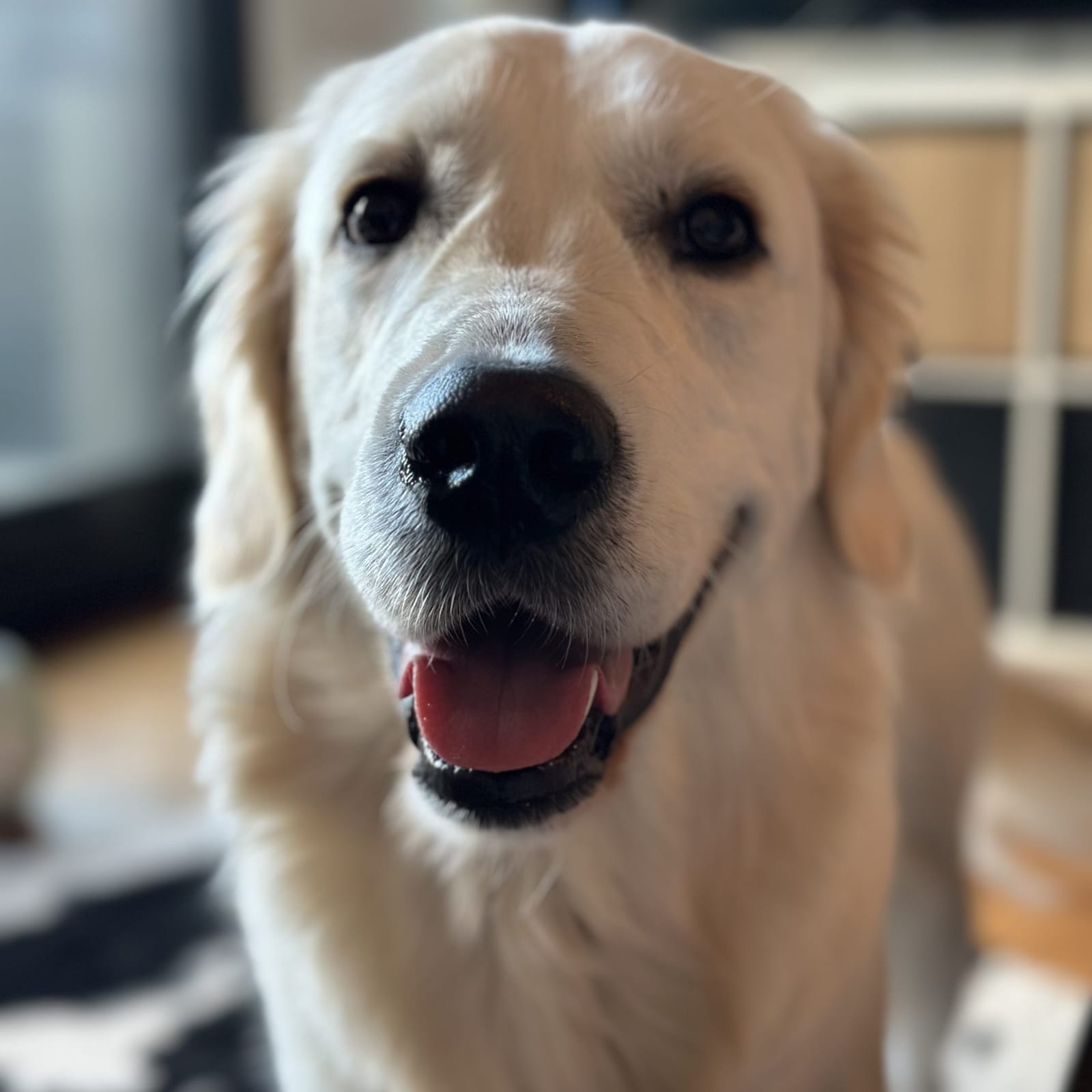 Bailey