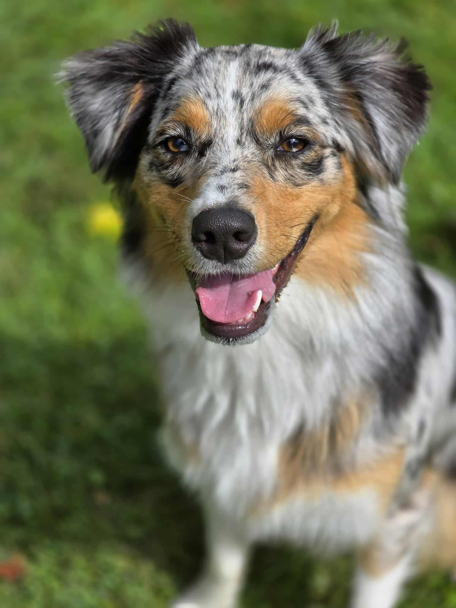 Daisy