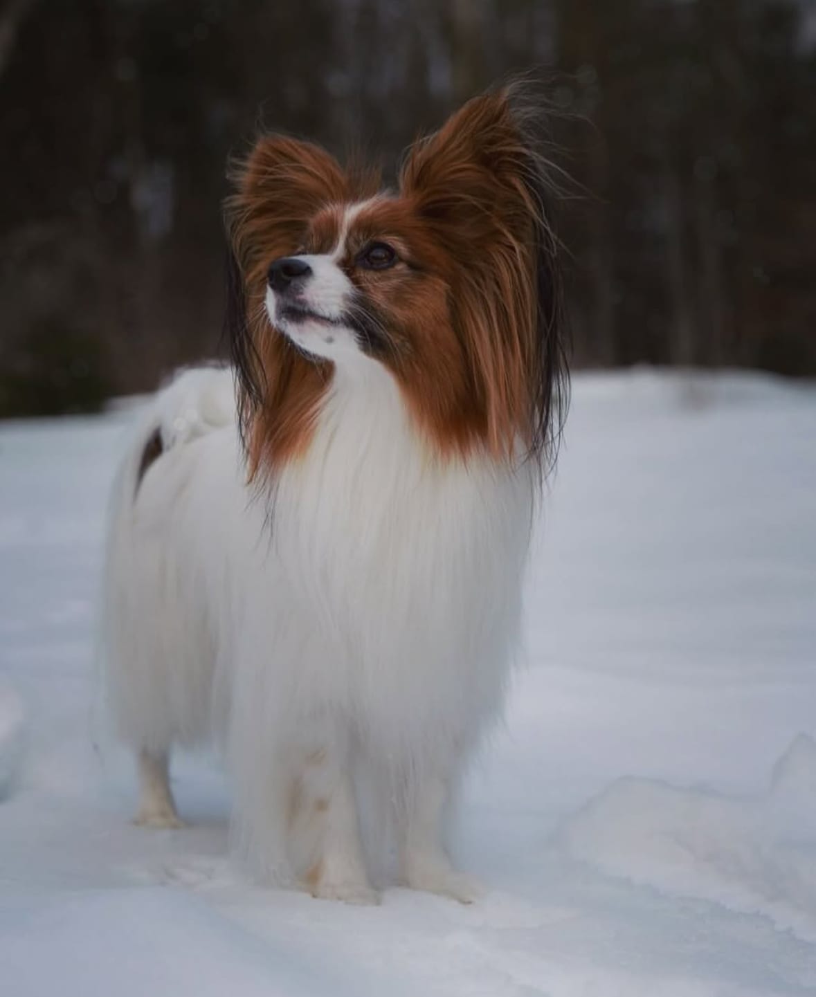 Zeke