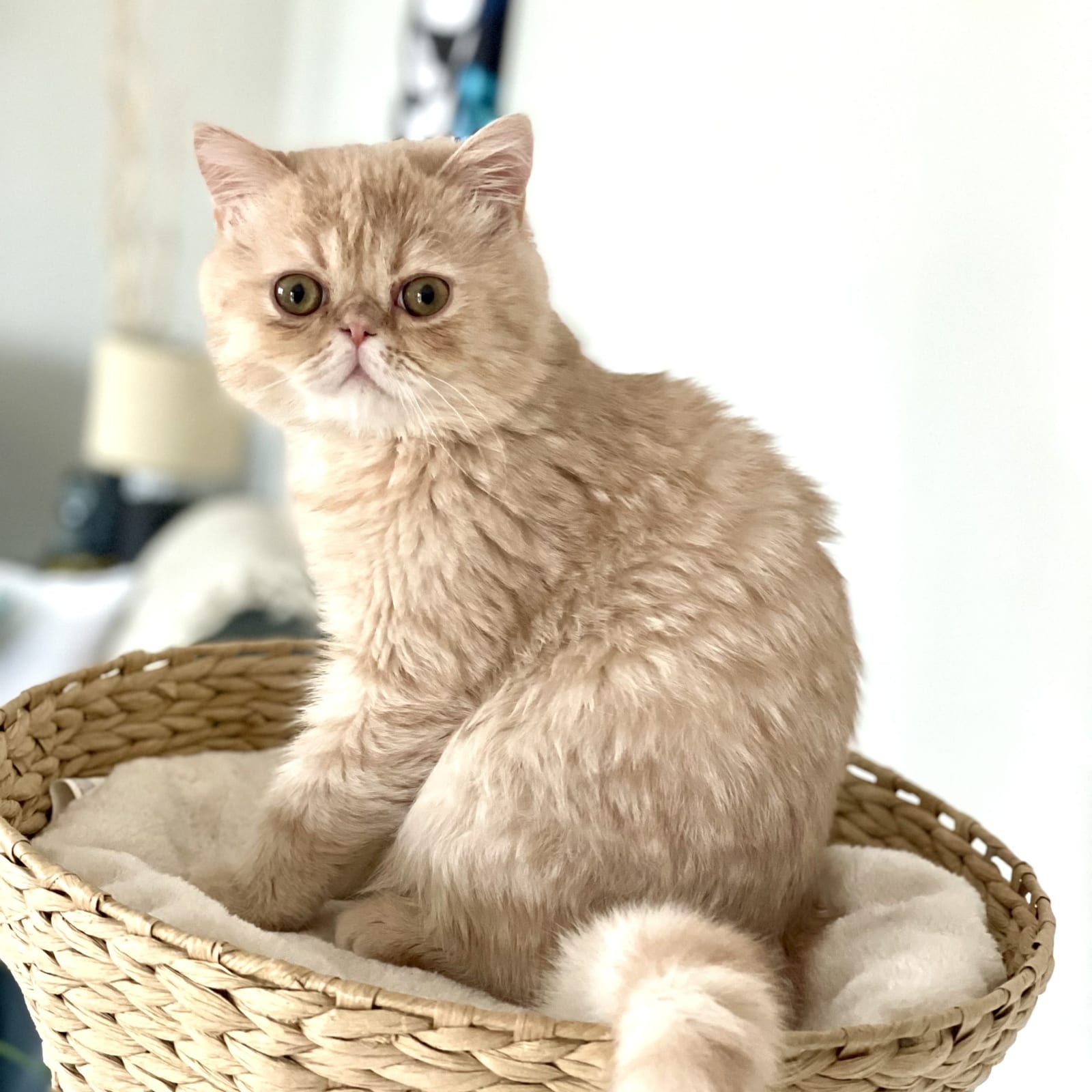 Lennard