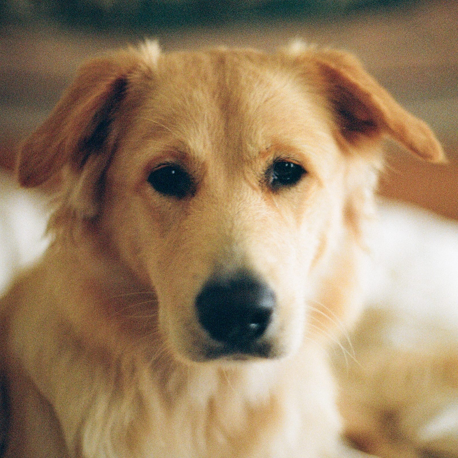 Butter