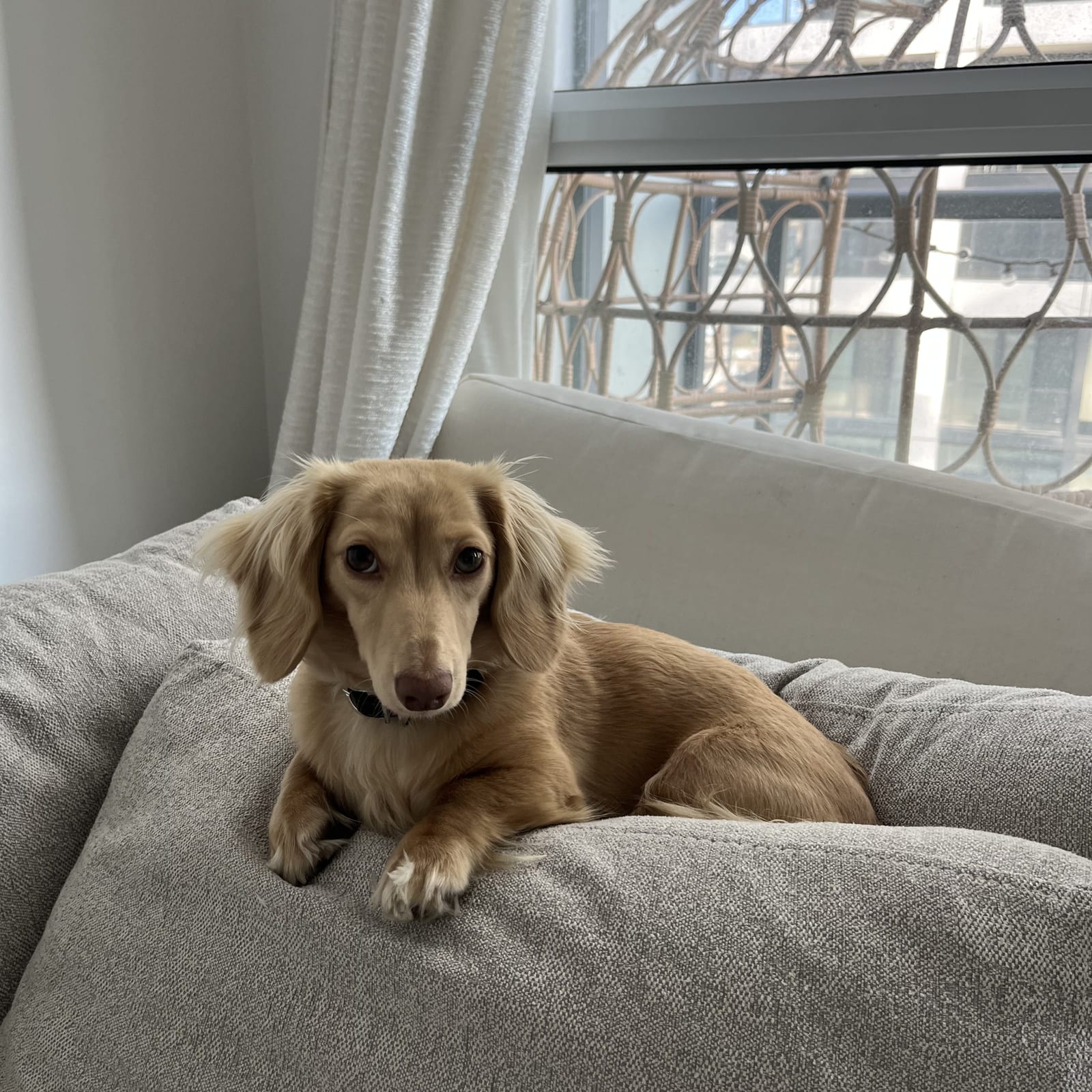 Roo