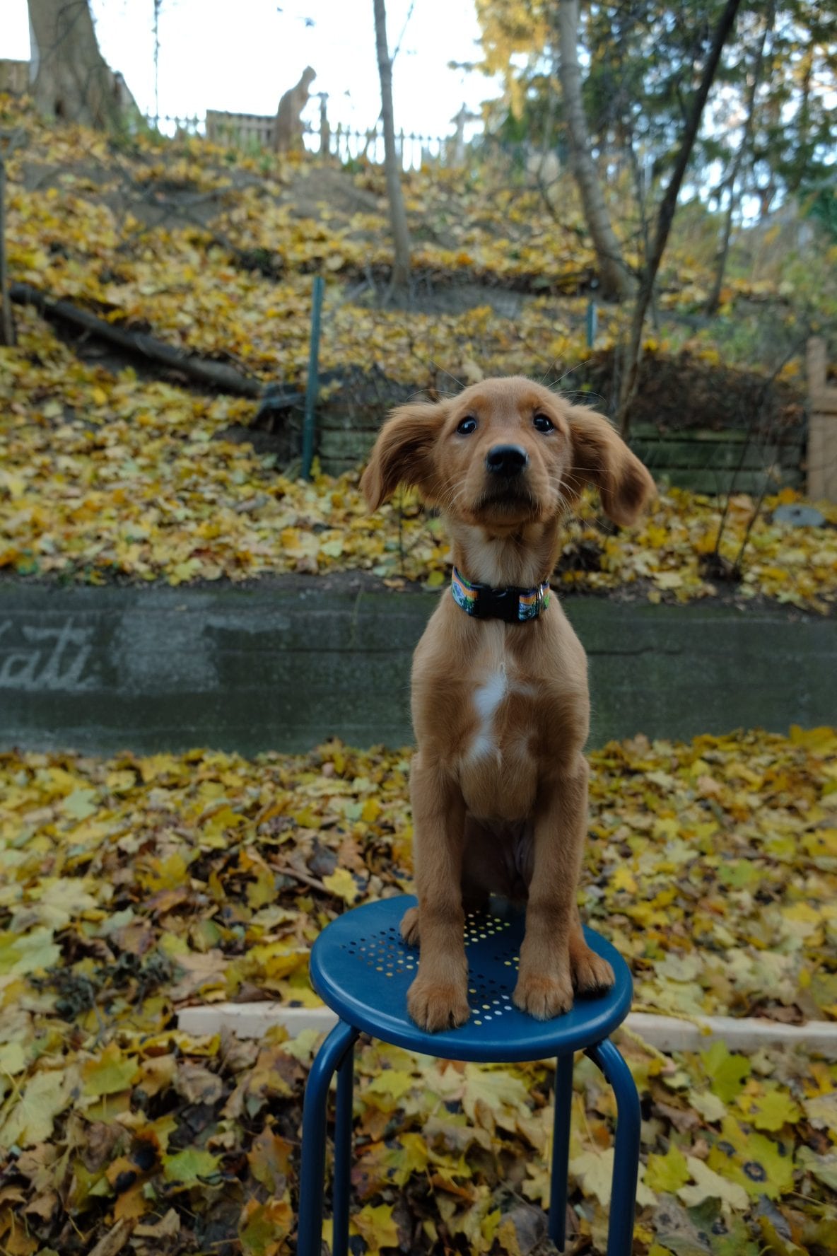 Hazel