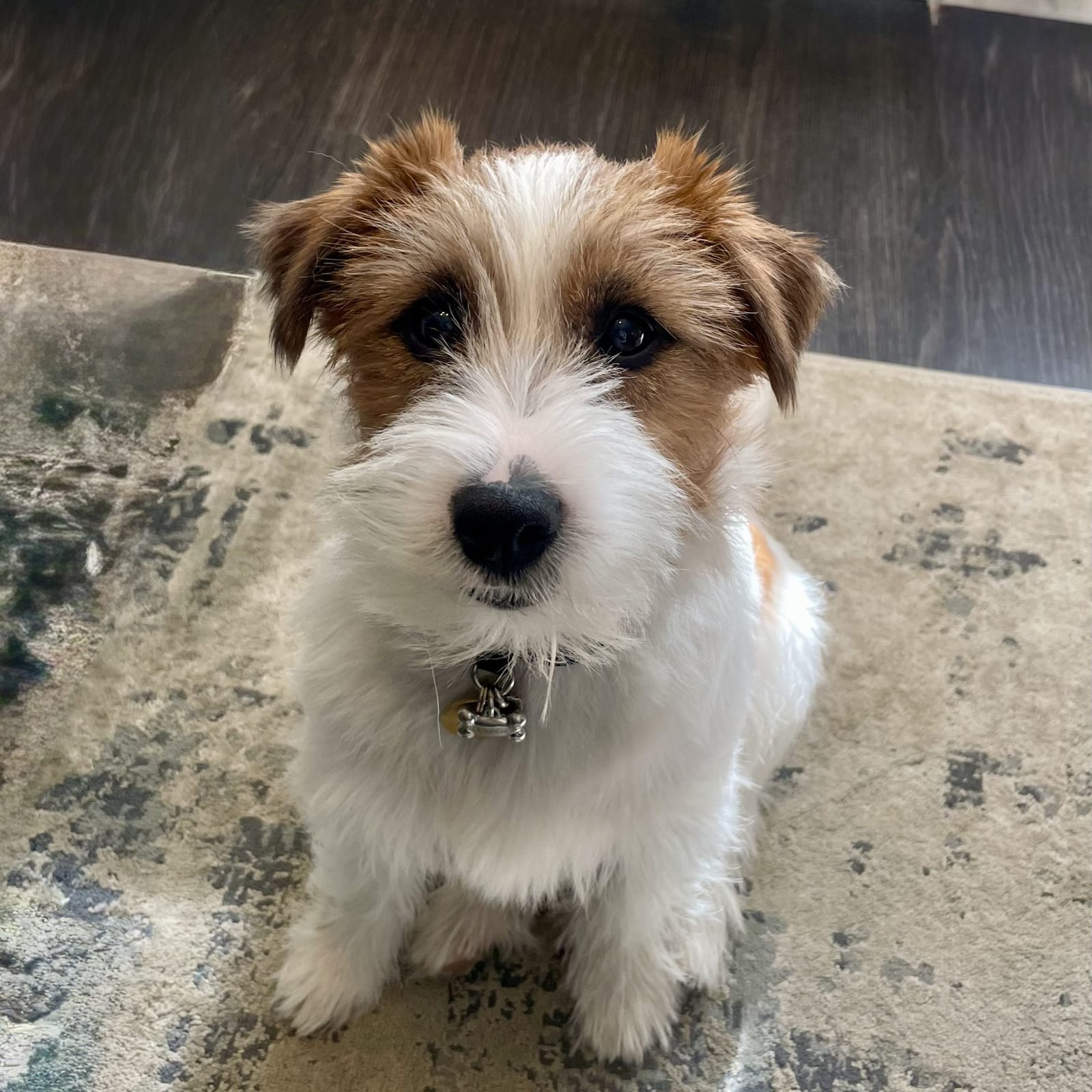 Milo