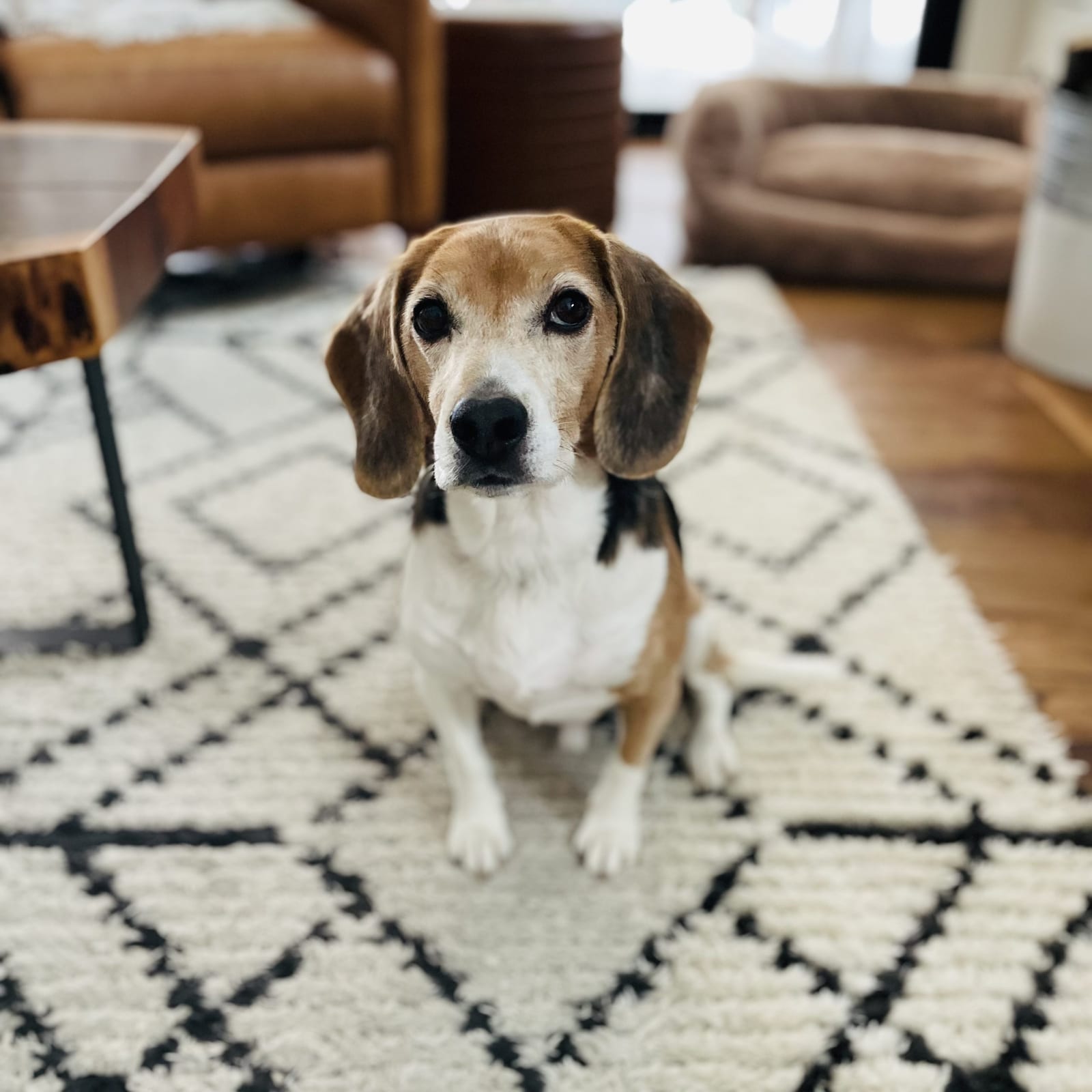 Toby