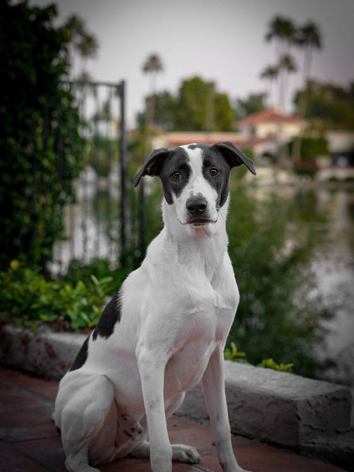 Maximus