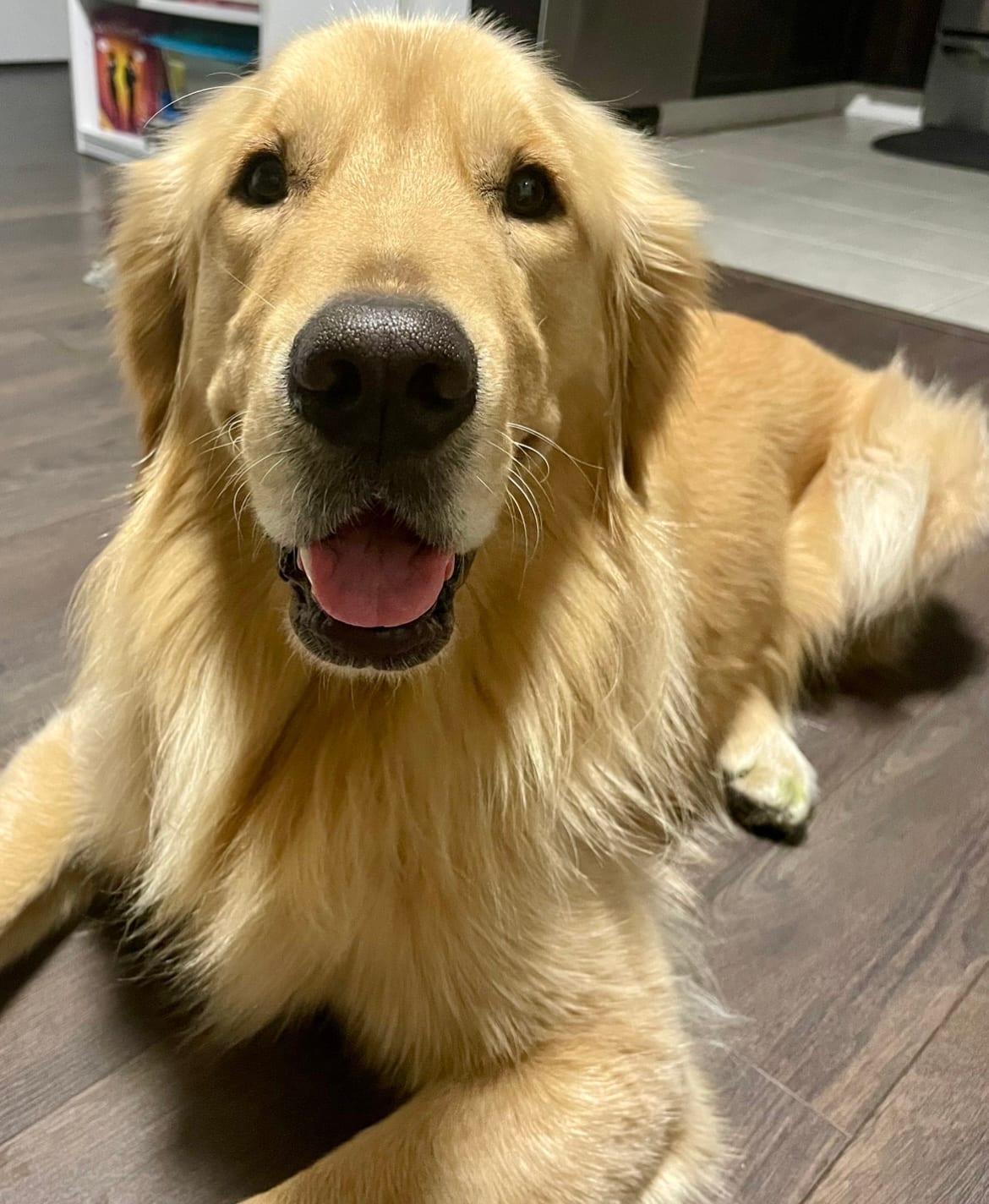 Aussie