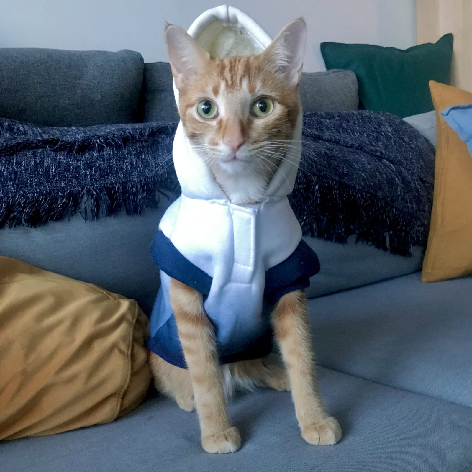 Pablo