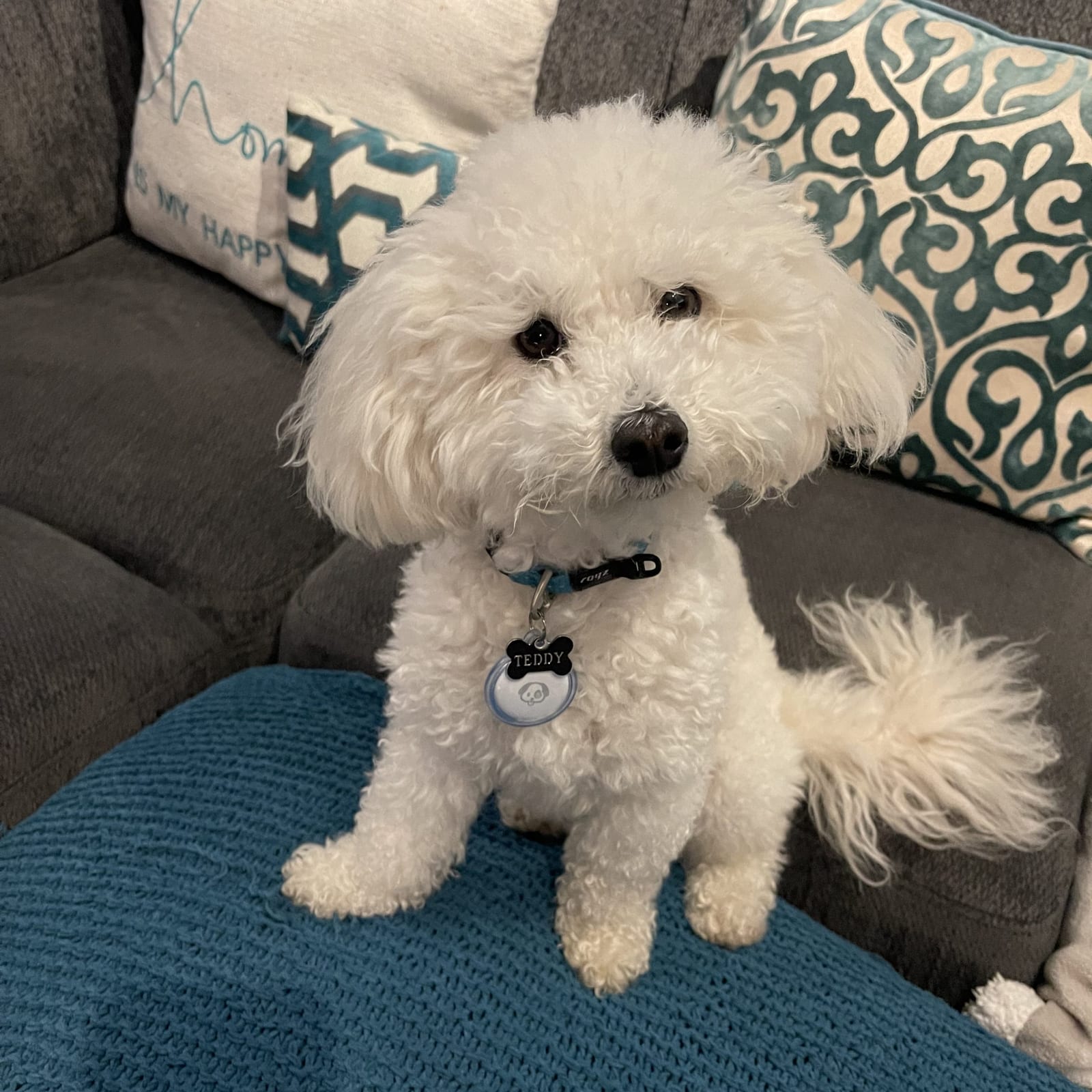 Teddy