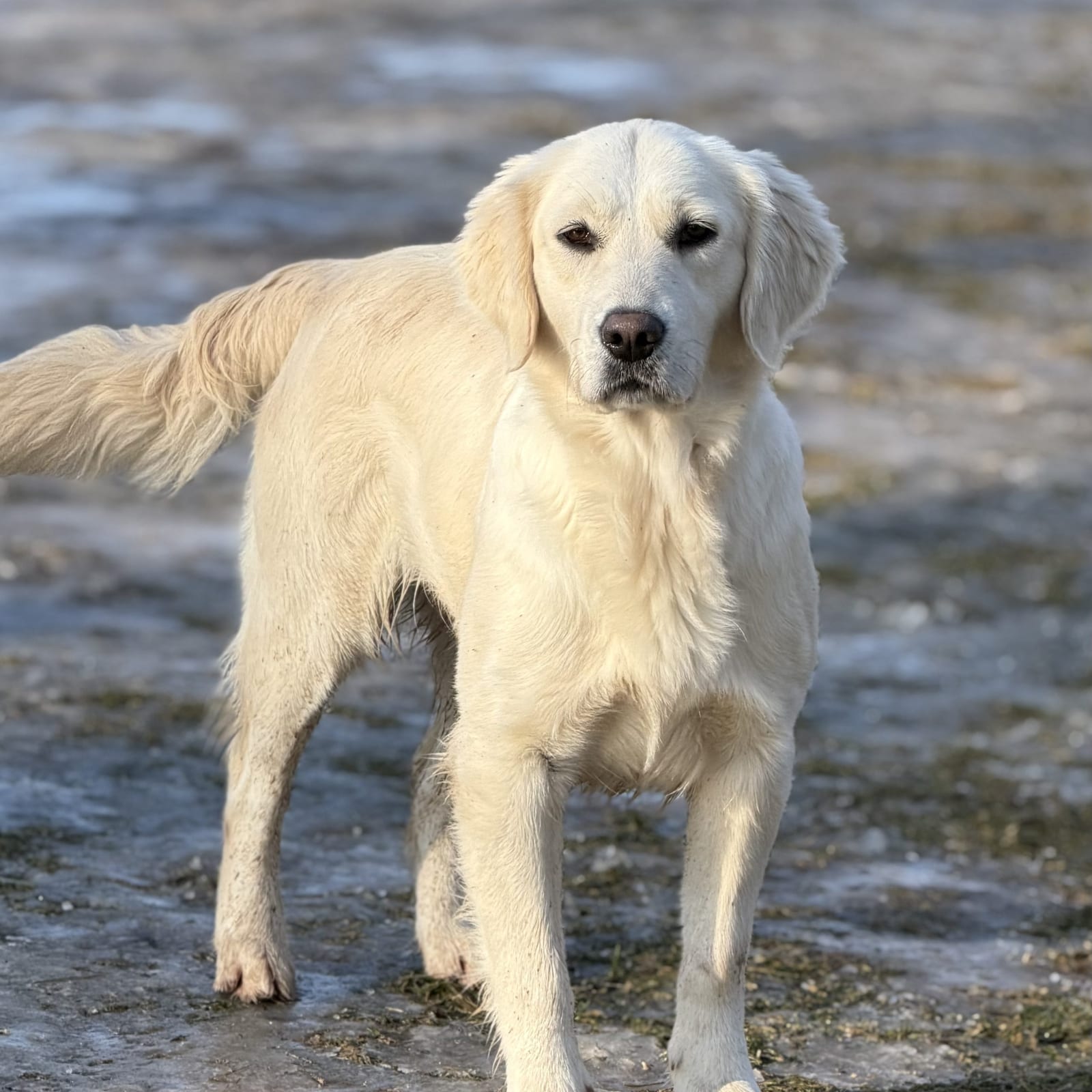 Miska