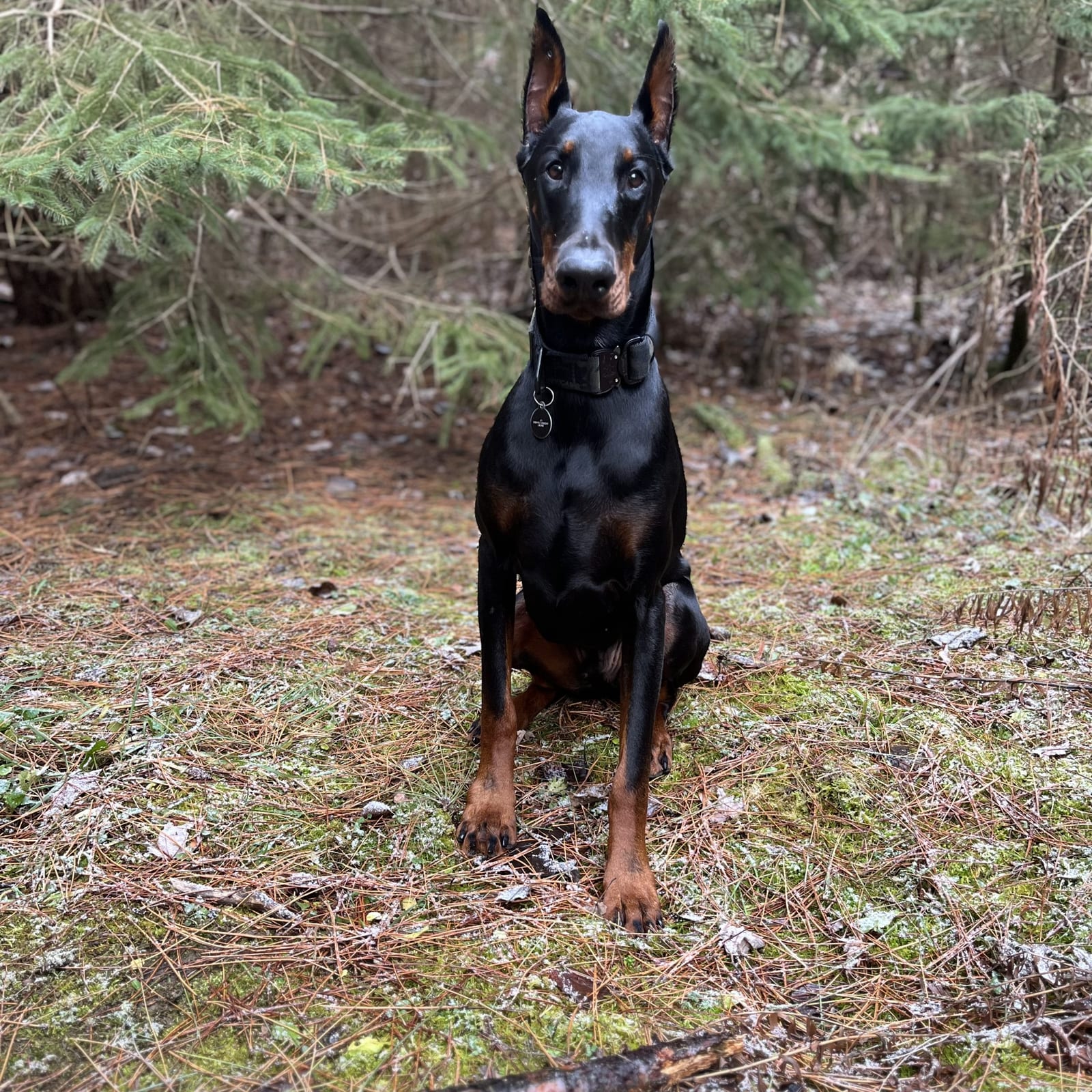 Diego