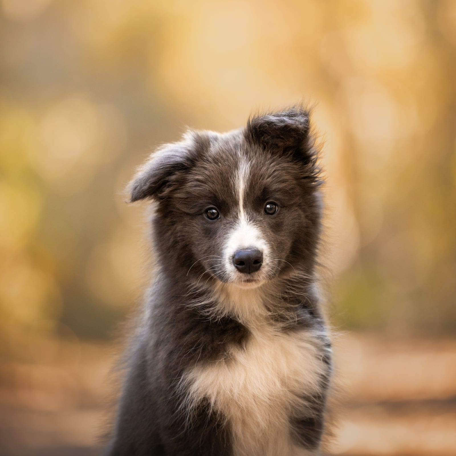 Juniper