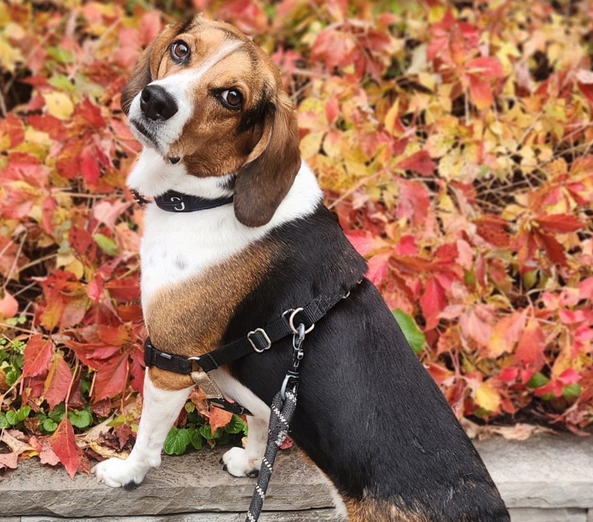 Auggie