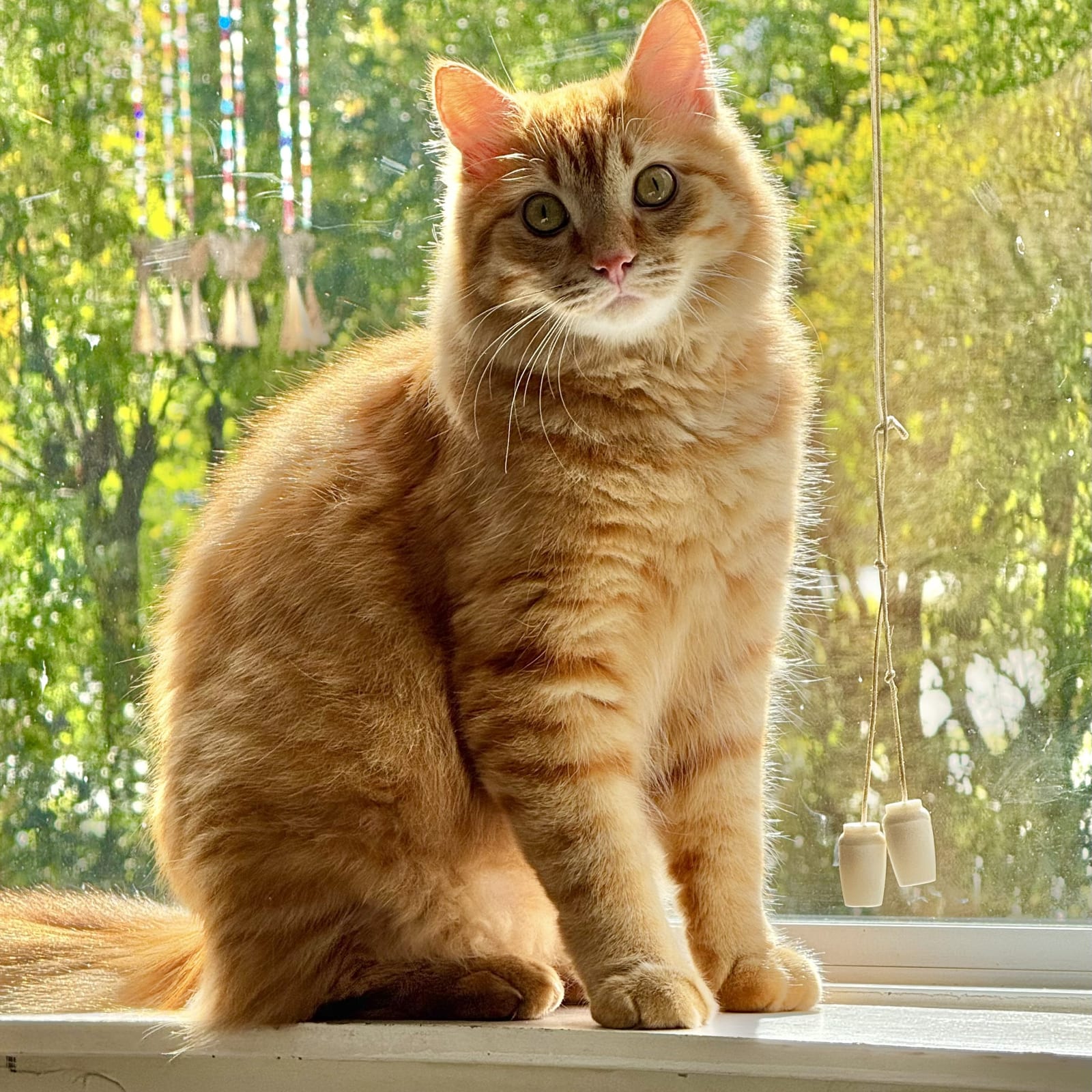 Pumpkin