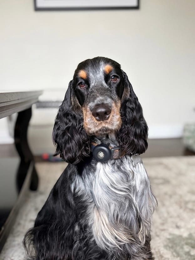 Daisy