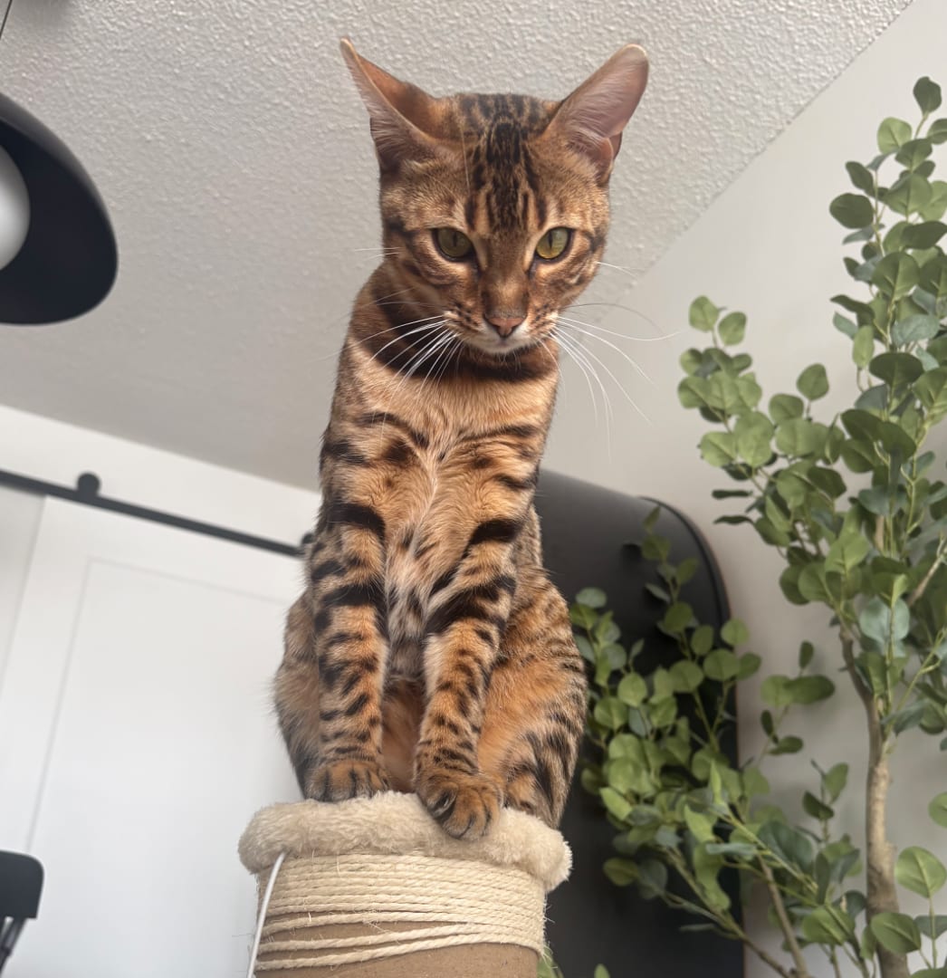 Loki