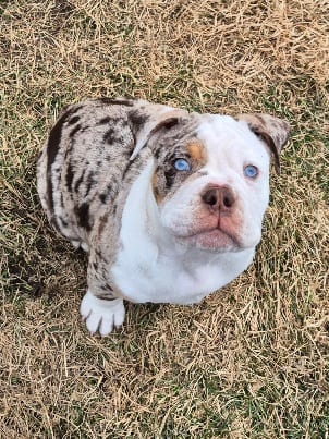 MILO