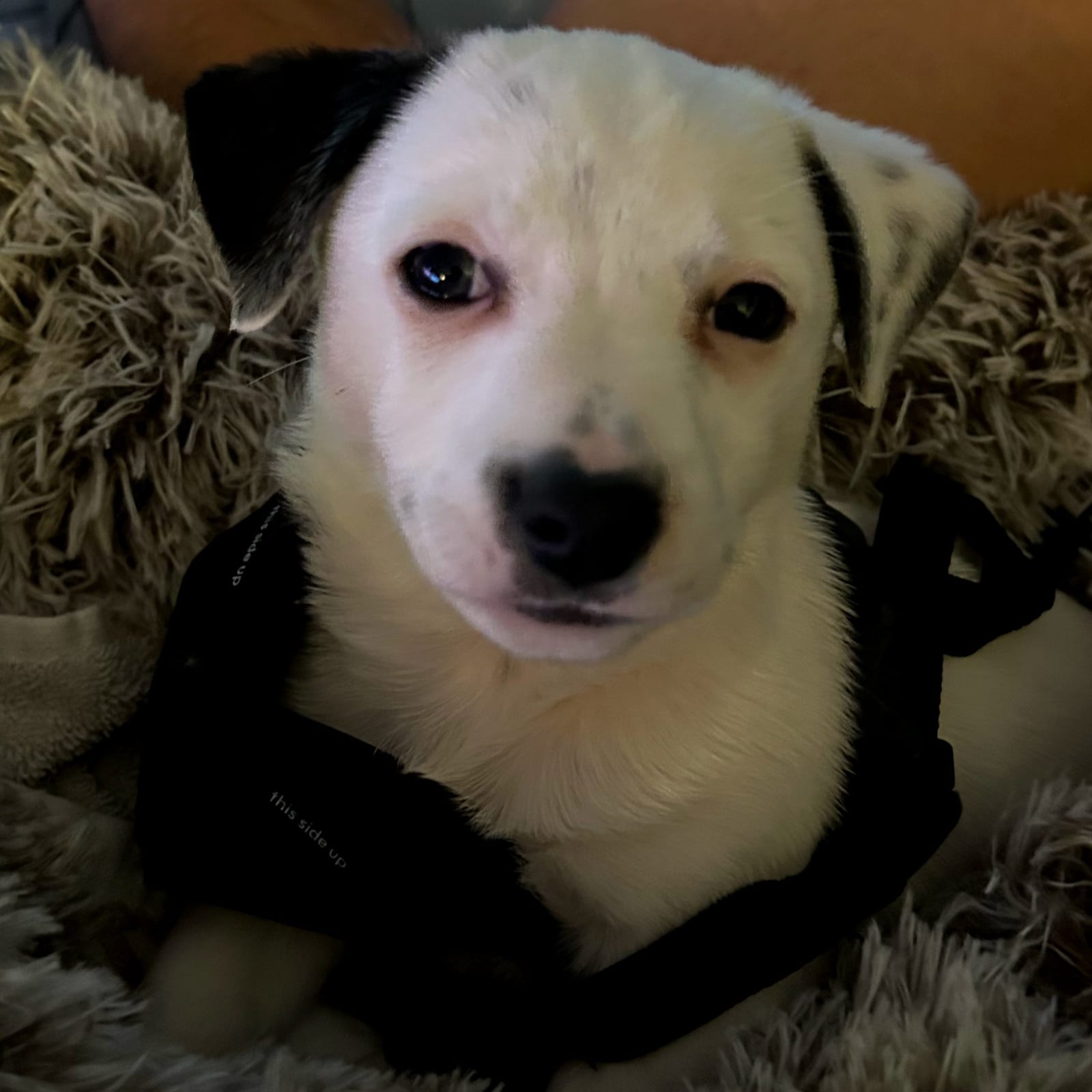 Max