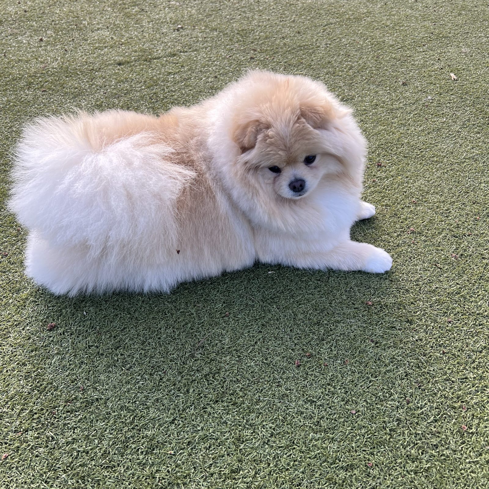 Rupert
