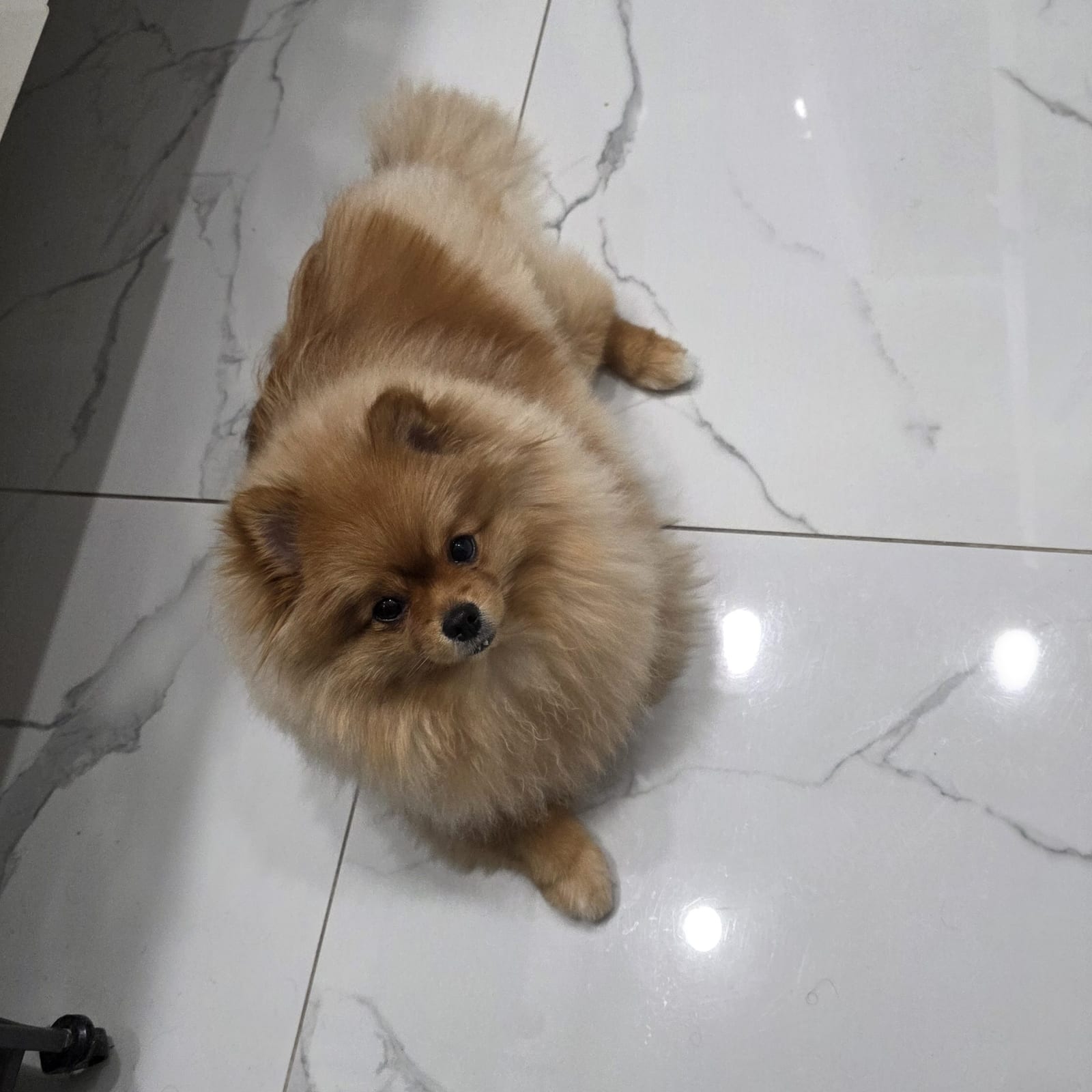 Bella