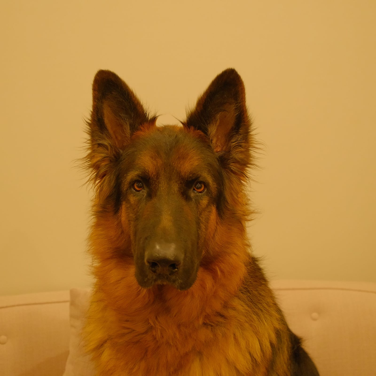 Echo