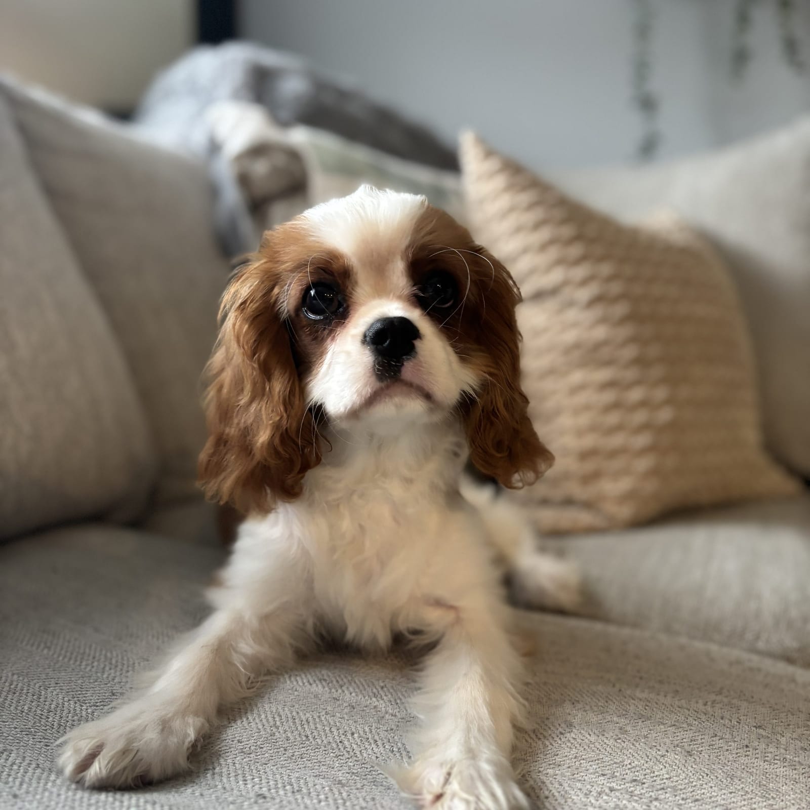 Piper